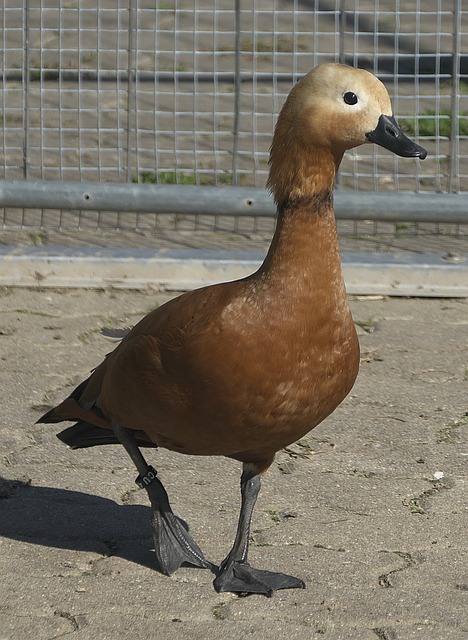 乎略显保守